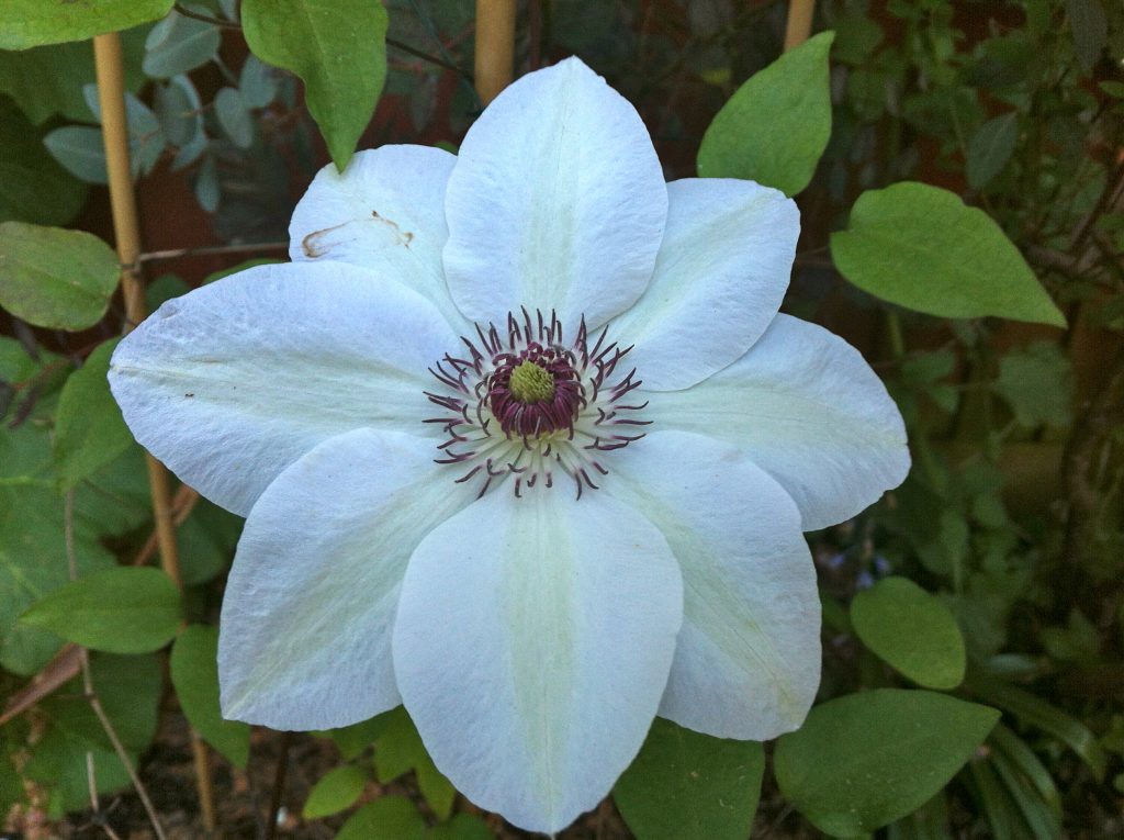 Clematis Miss Bateman Popis