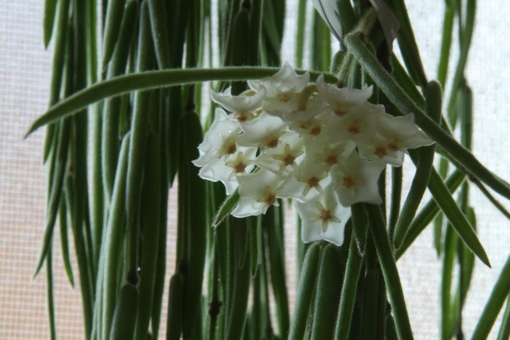 Hoya linearis domáca starostlivosť Hoya linearis domáca starostlivosť