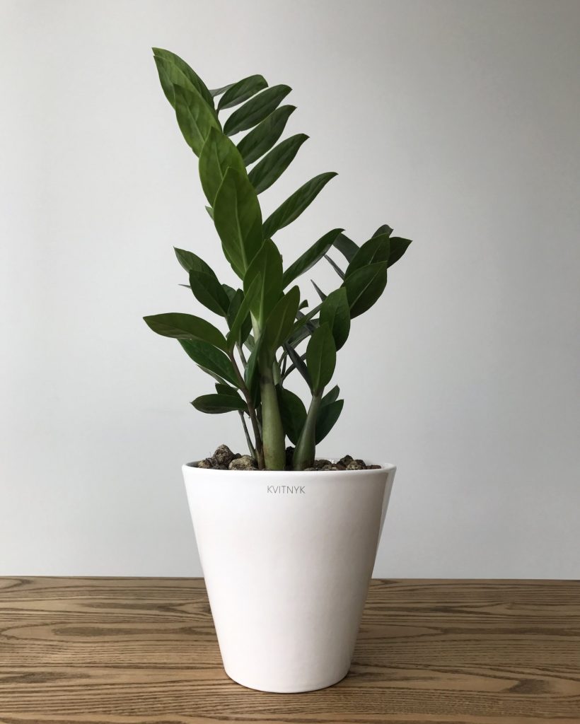Zamioculcas ako kvitne