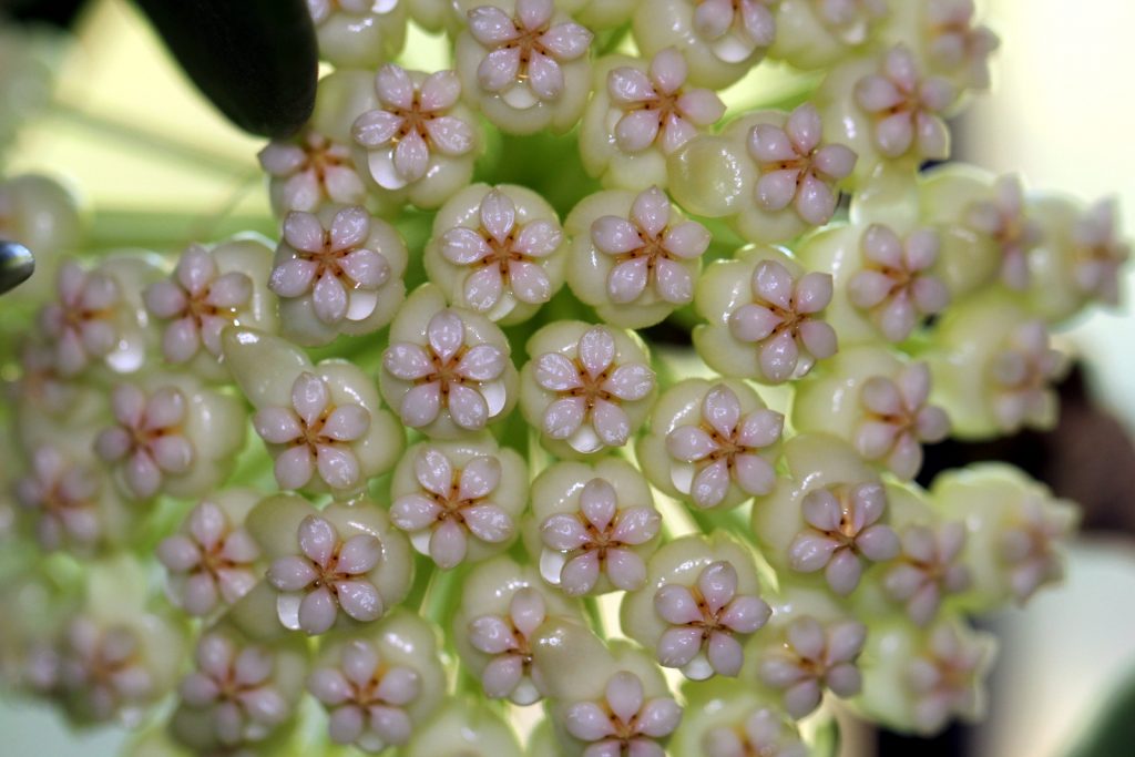 Hoya pachyclada Hoya pachyclada