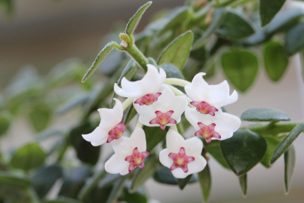 Hoya kerry variegata Hoya kerry variegata