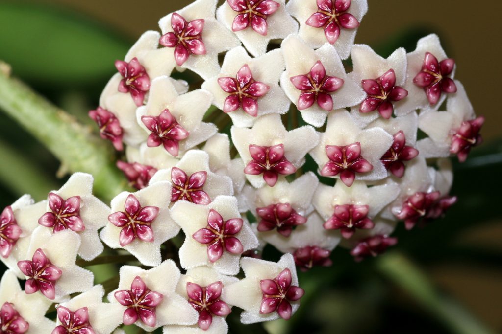 Hoya obovata foto