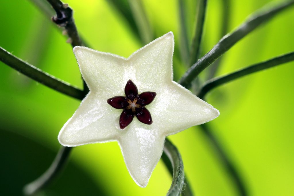Domáca starostlivosť Hoya retuza