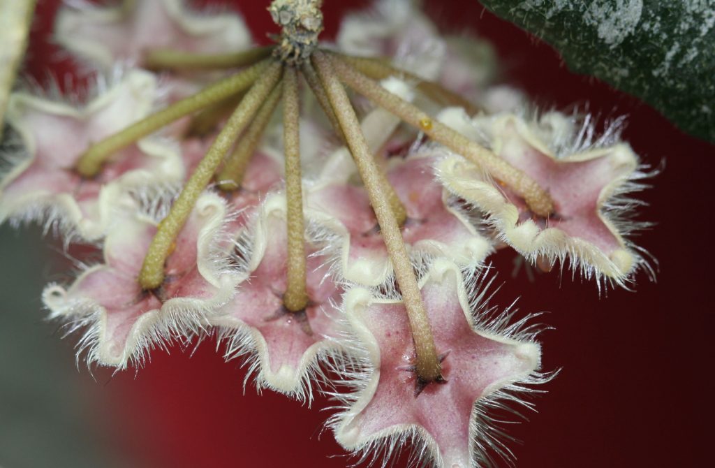Hoya caudata vyd