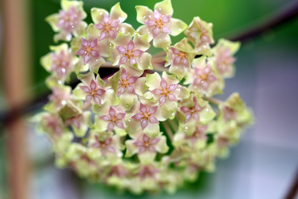 Znamenia Hoya a povery Znamenia Hoya a povery