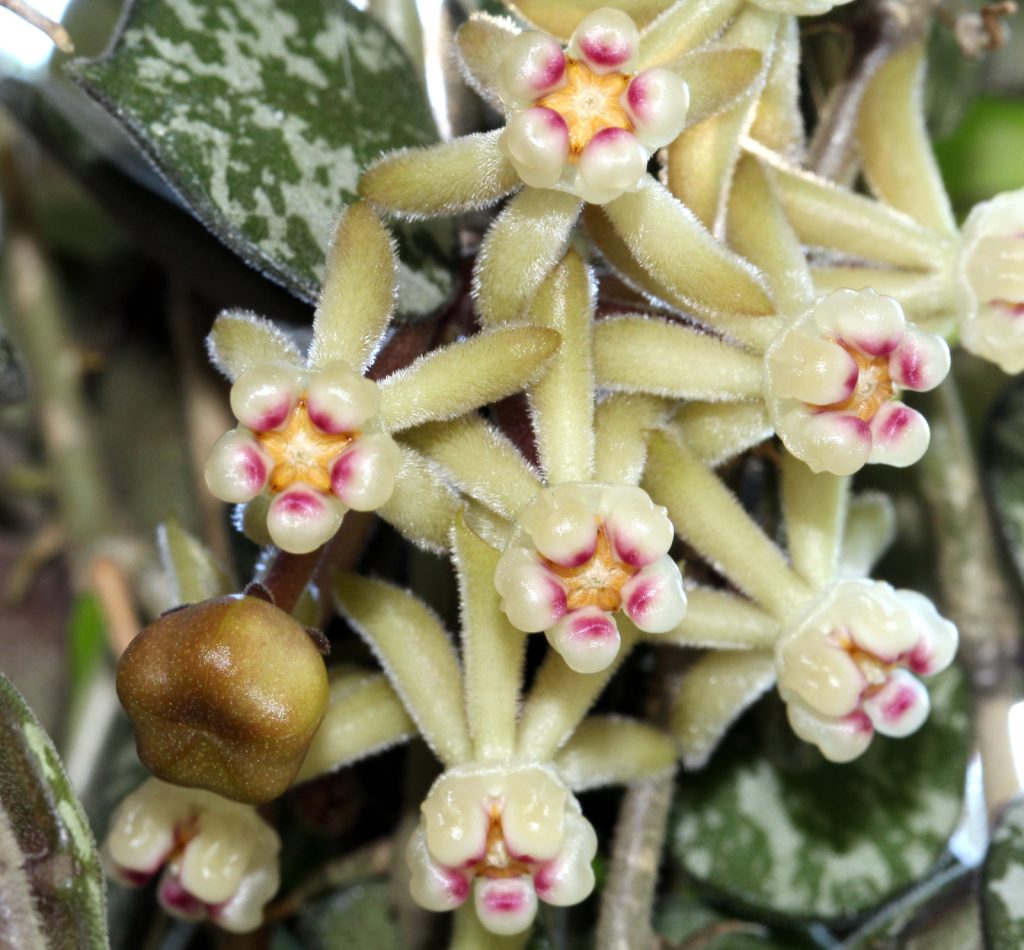 Hoya kurtisi fotky Hoya kurtisi fotky