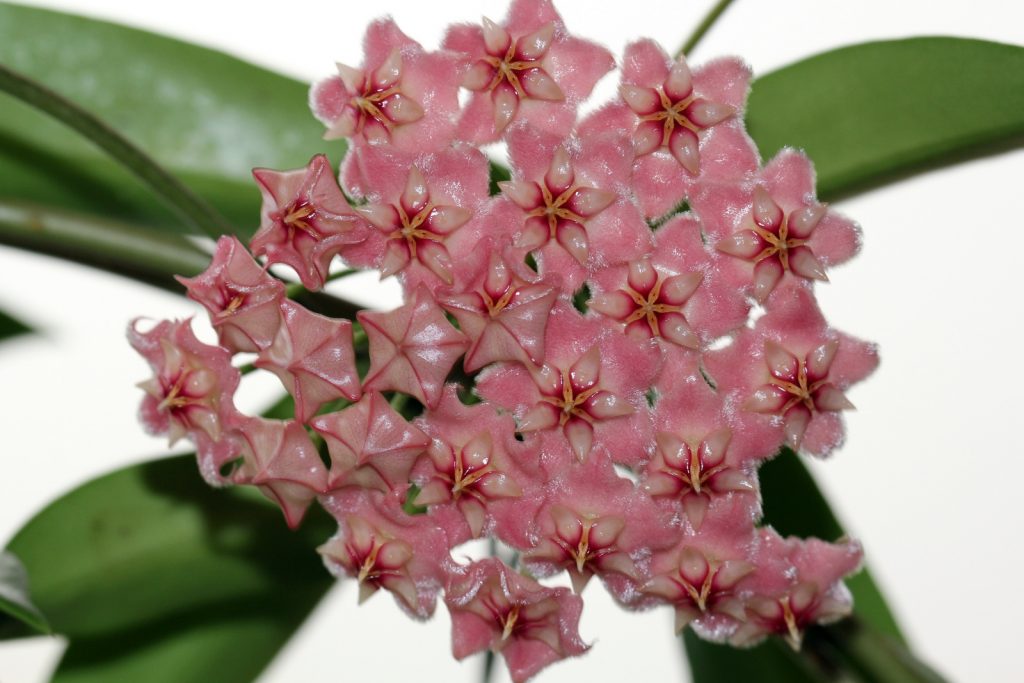 Fotky Hoya pubicalix Fotky Hoya pubicalix