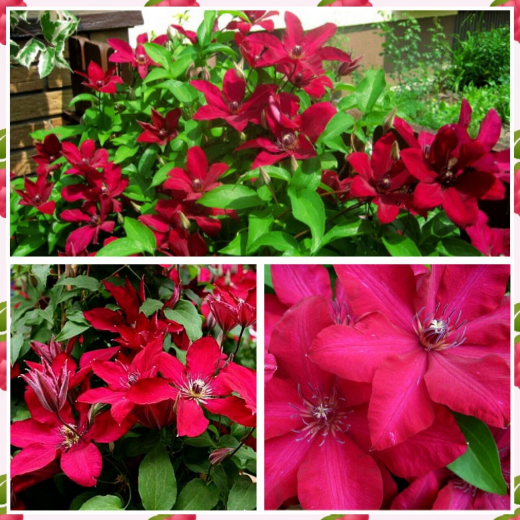 Opis solidarity Clematis