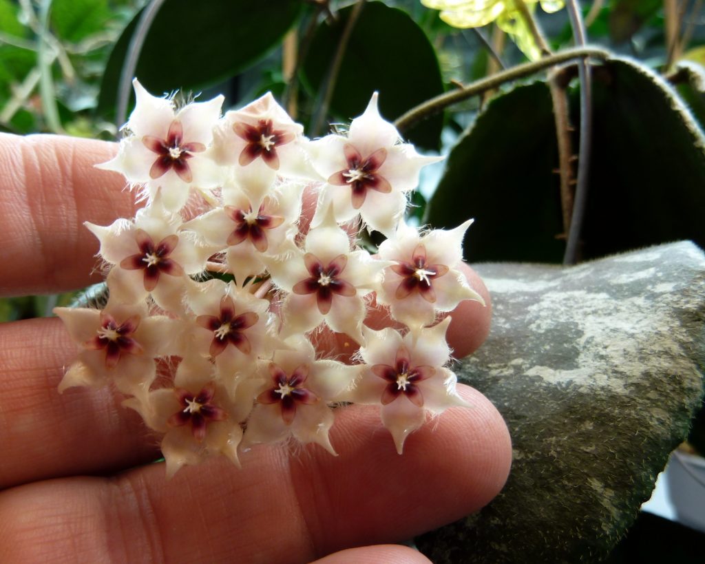 Striebro Hoya Caudata