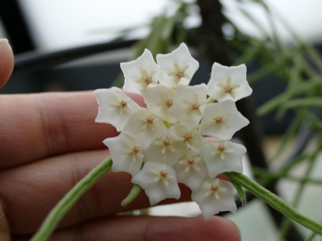 Starostlivosť o Hoya linearis Starostlivosť o Hoya linearis