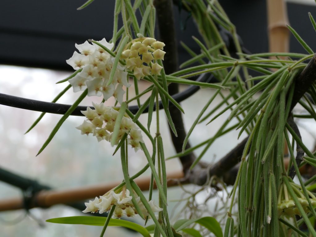 Hoya linearis Hoya linearis