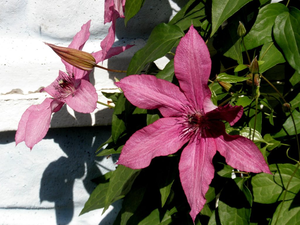 Clematis barbara foto a popis Clematis barbara foto a popis