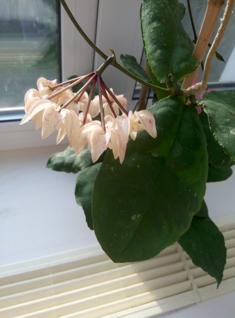 Hoya undulata kúpiť Hoya undulata kúpiť