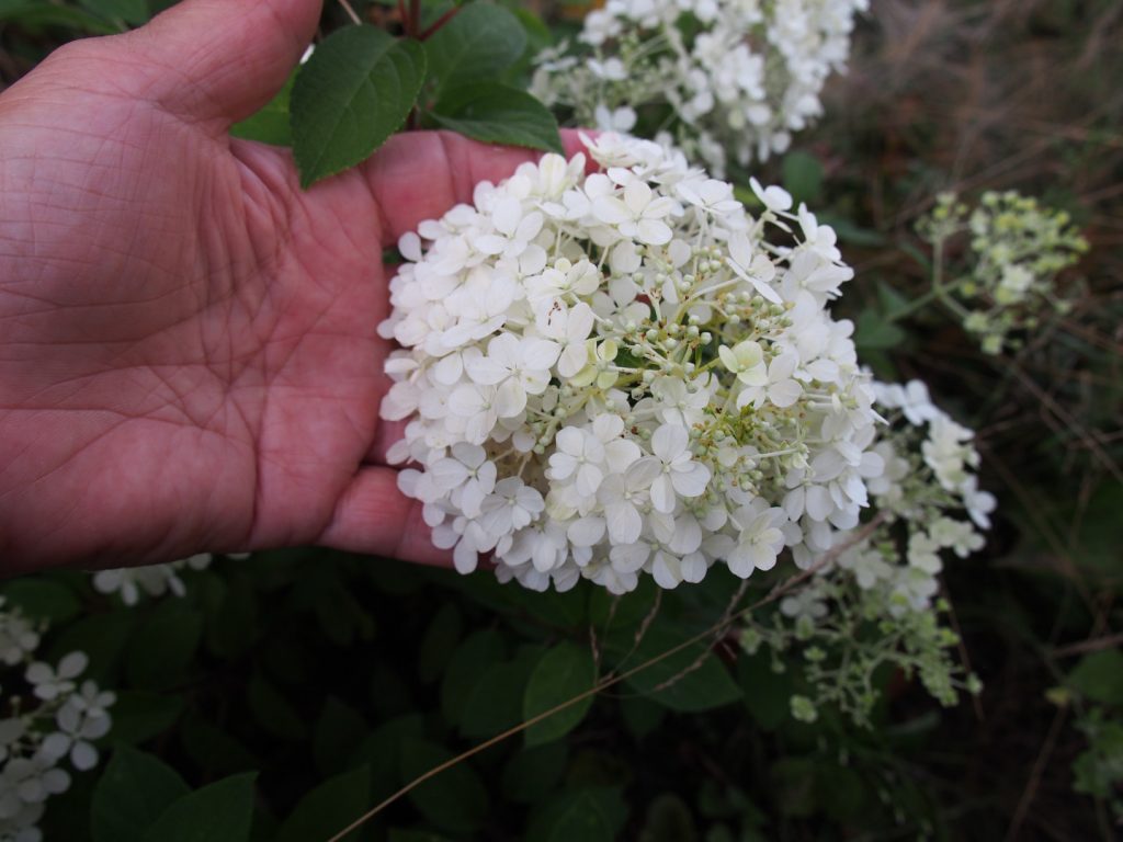 Hortenzia latnatá Diamantino Hortenzia latnatá Diamantino