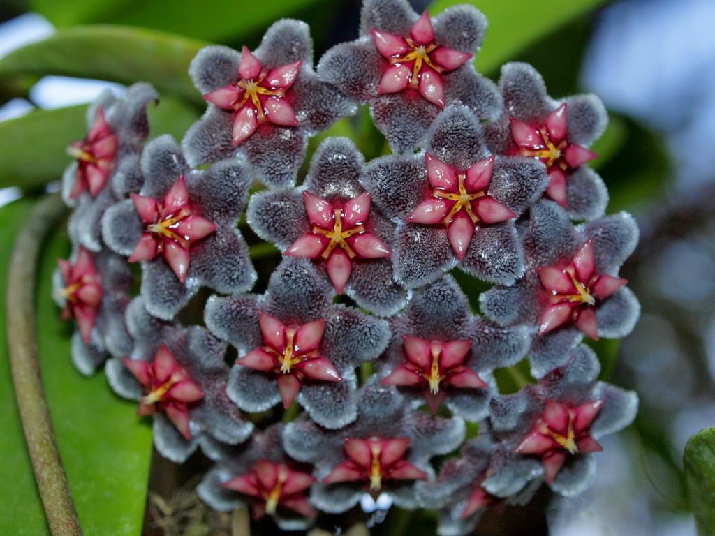Hoya pubicalix striebro Hoya pubicalix striebro
