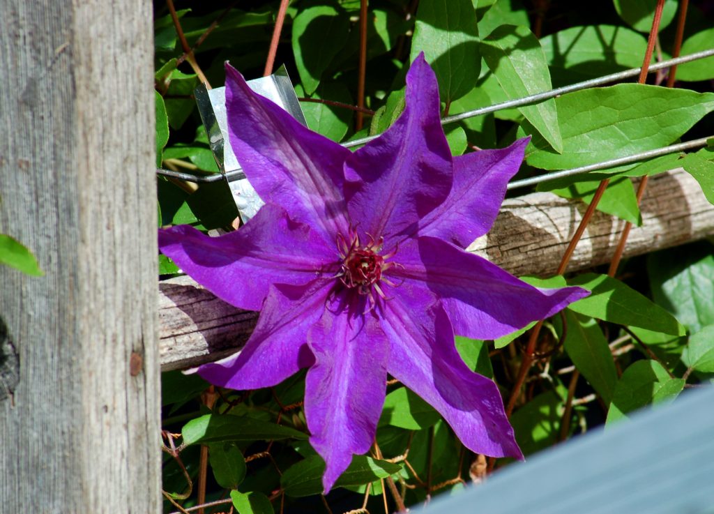 Nástup a odchod prezidenta Clematis