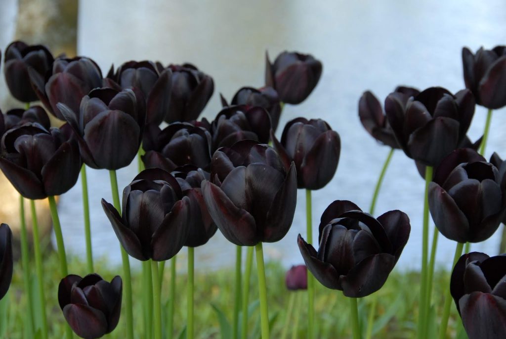 Čierny tulipánový rok