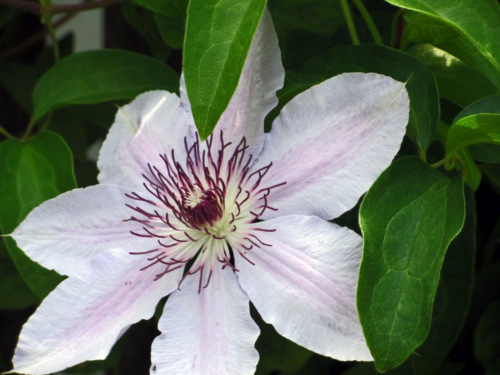 Hybridný slečna Clematis