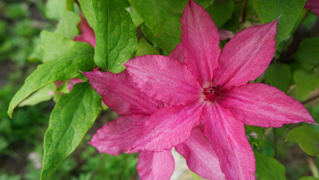Recenzie na Clematis barbara Recenzie na Clematis barbara