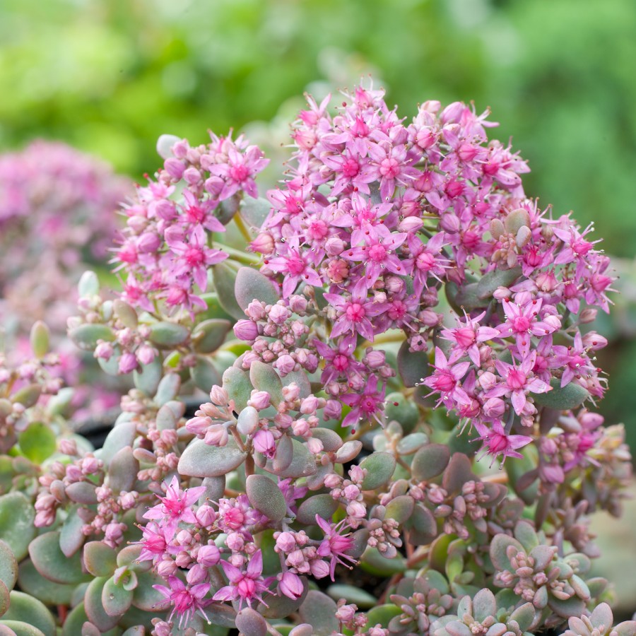 Sedum ewersii Sedum ewersii