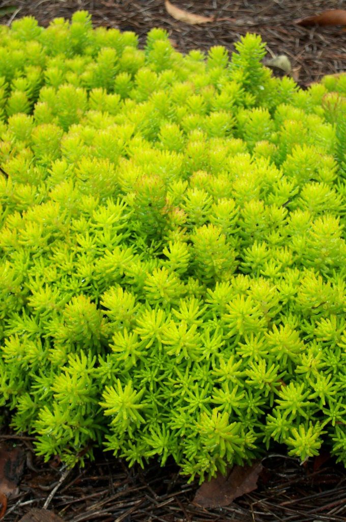Sedum naklonené cristatum Sedum naklonené cristatum