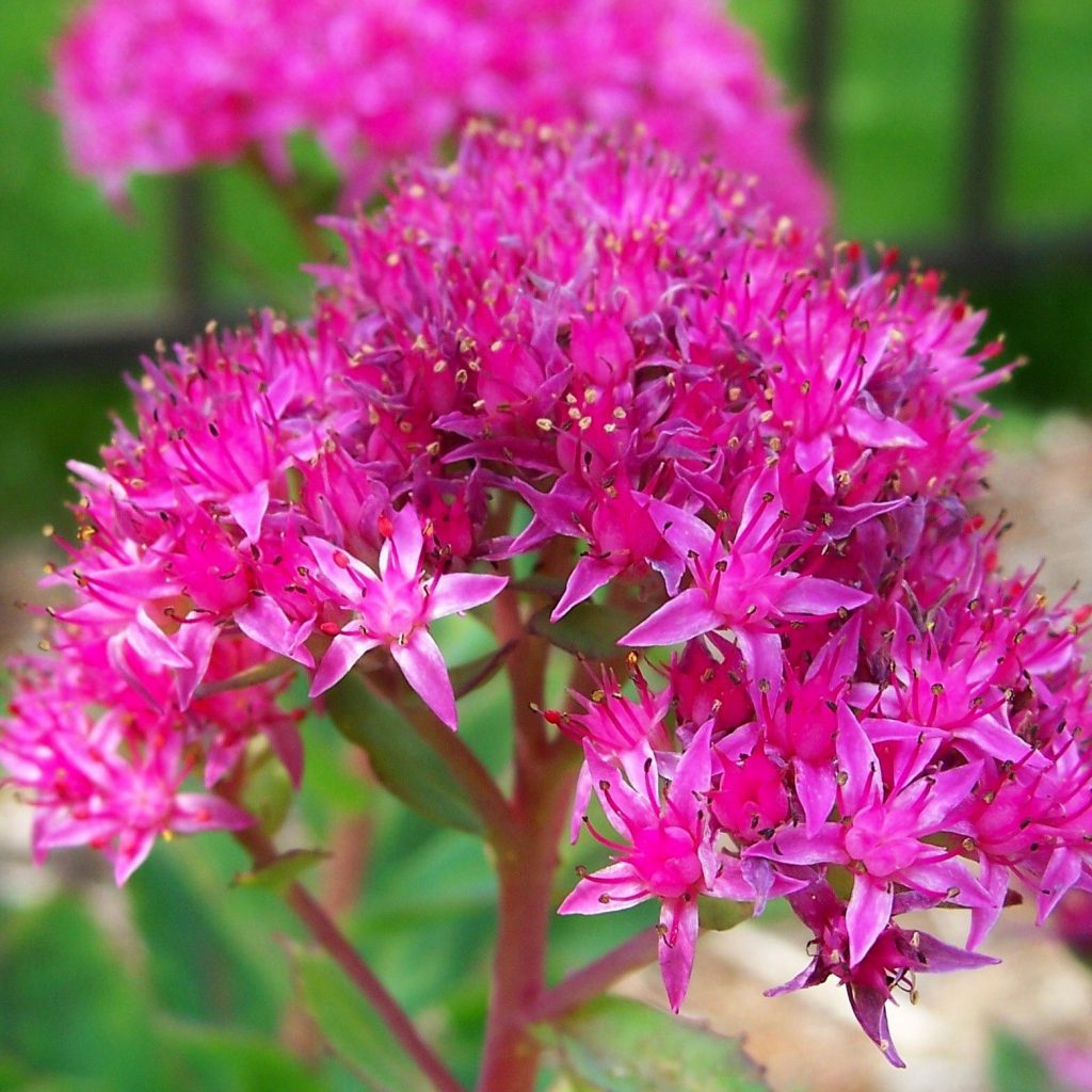 Pristátie a sedenie Carl sedum Pristátie a sedenie Carl sedum