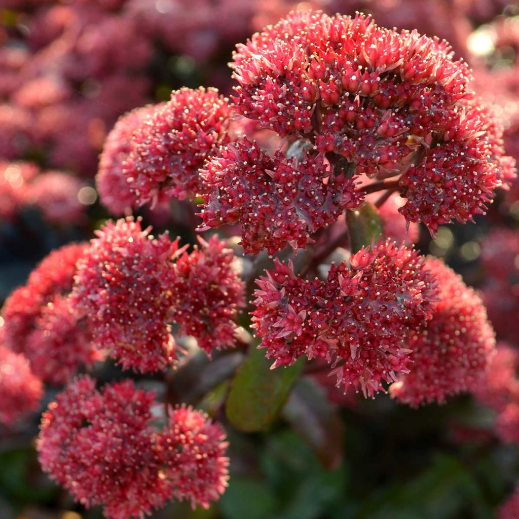 Sedum fialová fotka Sedum fialová fotka