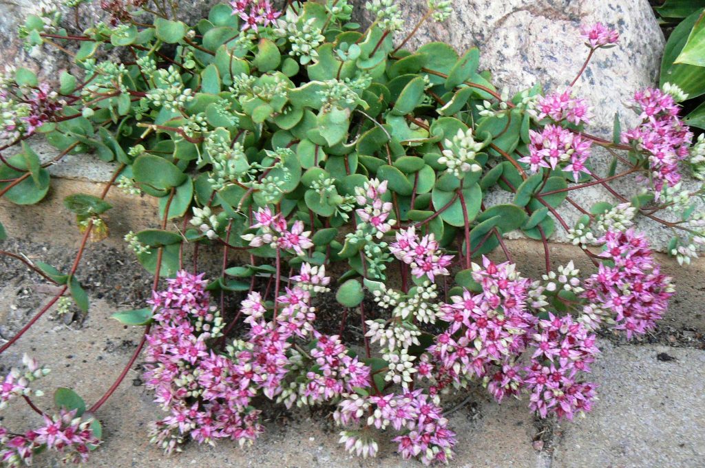 Sedum sa vyvíja Sedum sa vyvíja