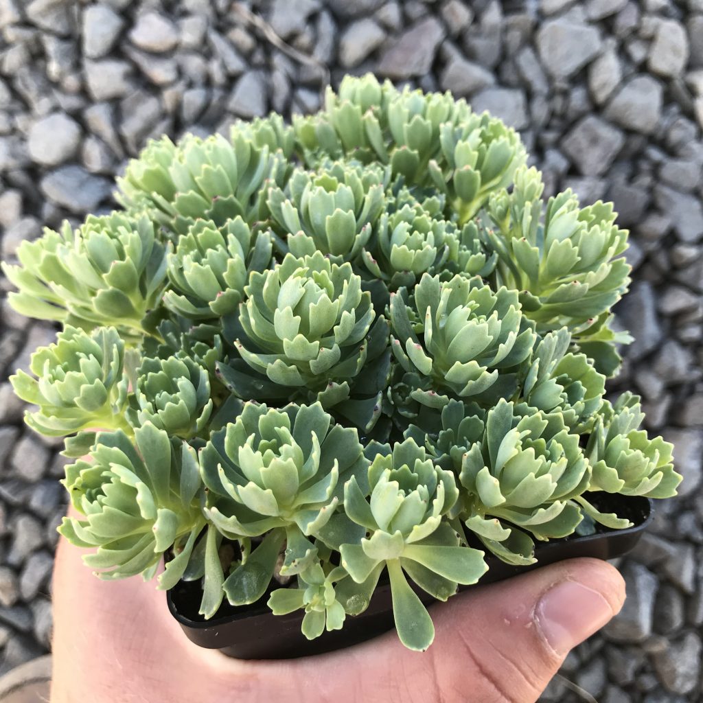 Rozchodník kamčatský sedum Rozchodník kamčatský sedum