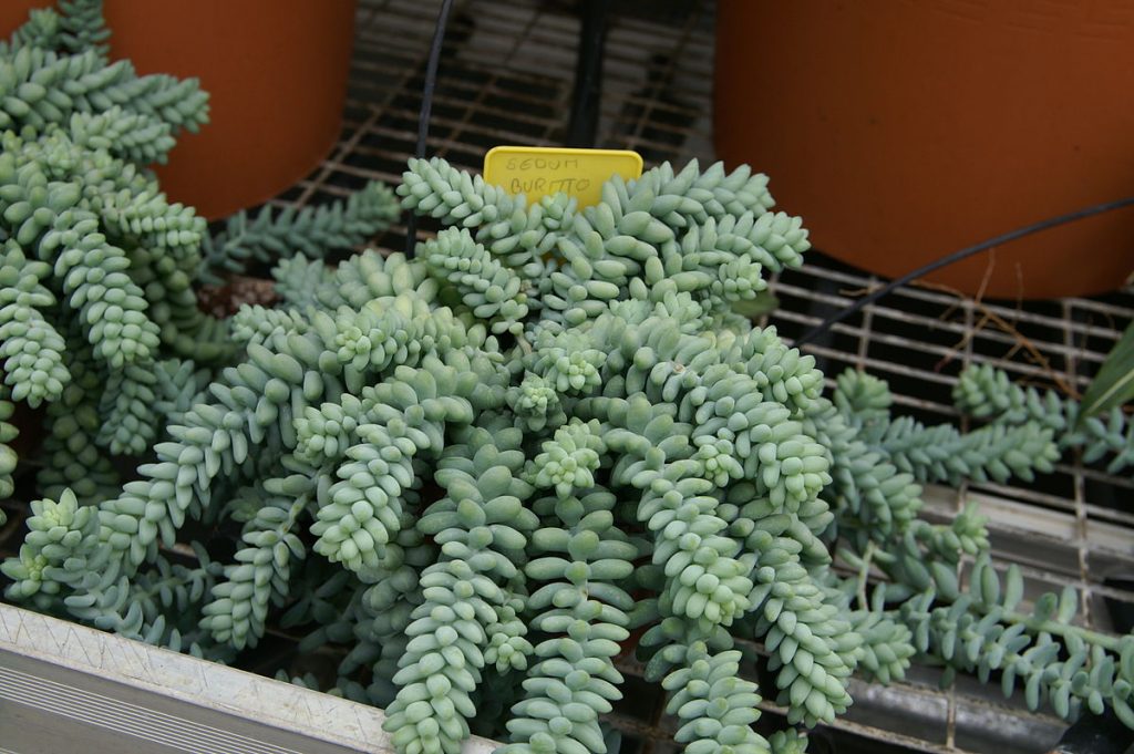 Chov sedum burrito Chov sedum burrito