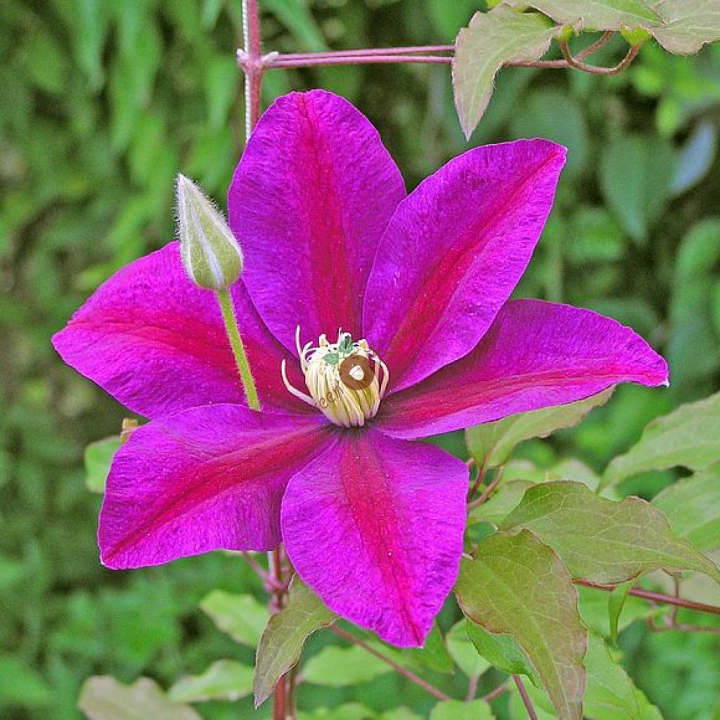 Fotka západu slnka clematis