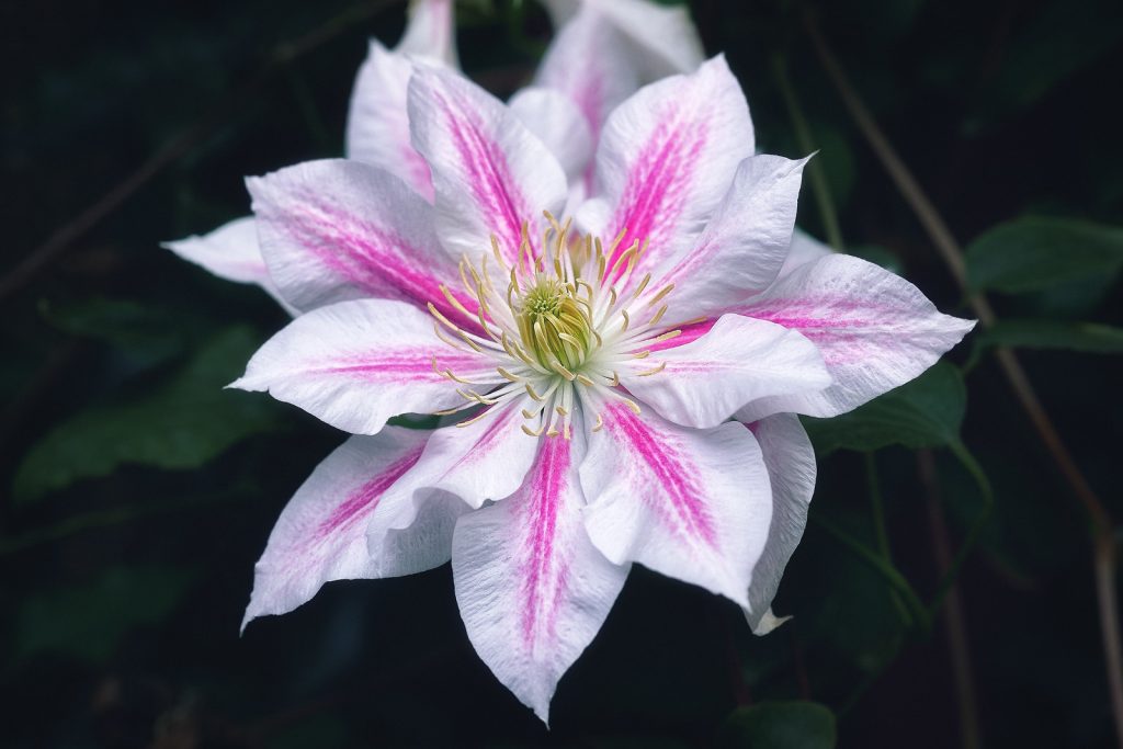 Andromeda clematis