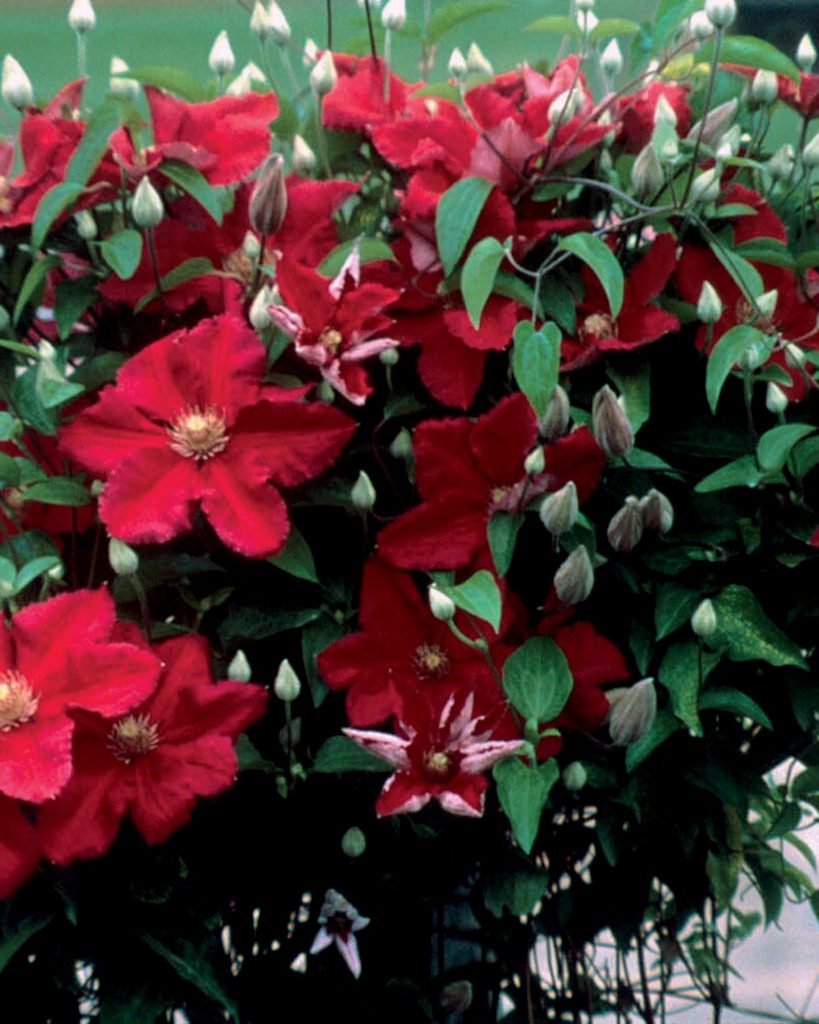Ernest Markham Clematis Ernest Markham Clematis