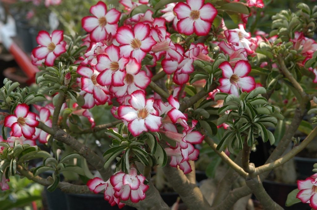 Adeniums Adeniums