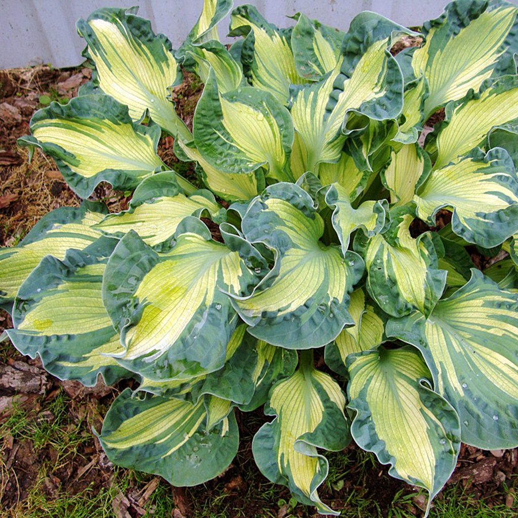 Hosta Golden Meadows Fotografie