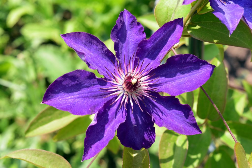 Popis prezidenta spoločnosti Clematis