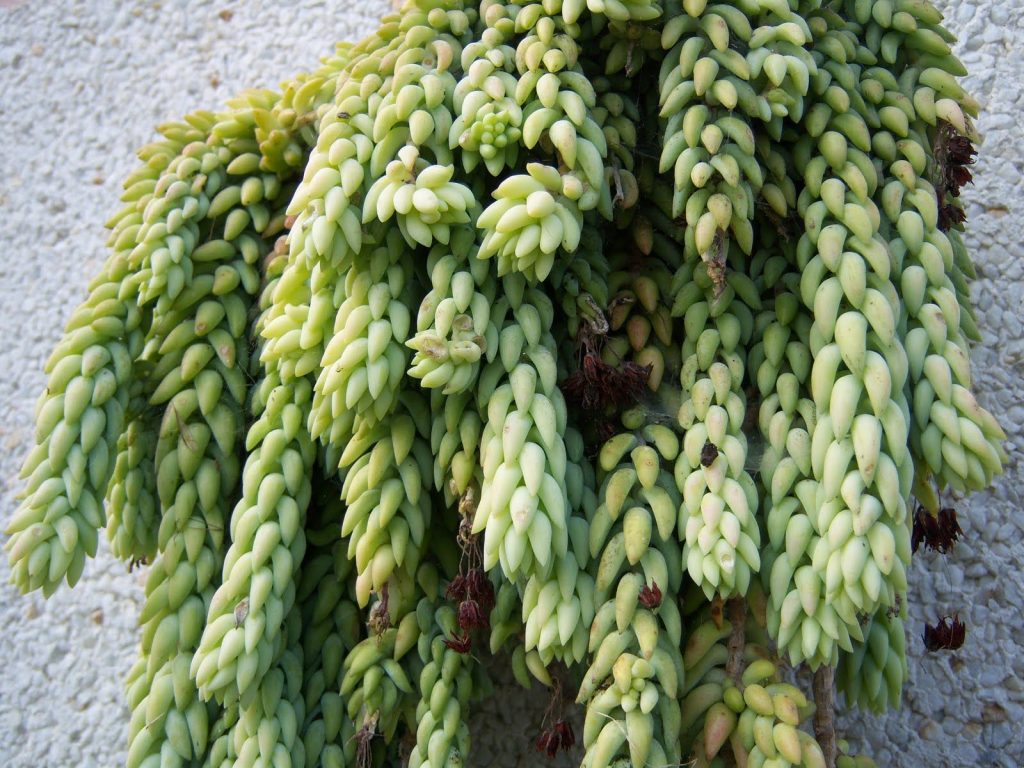 Črepníková kvetina sedum burrito Črepníková kvetina sedum burrito