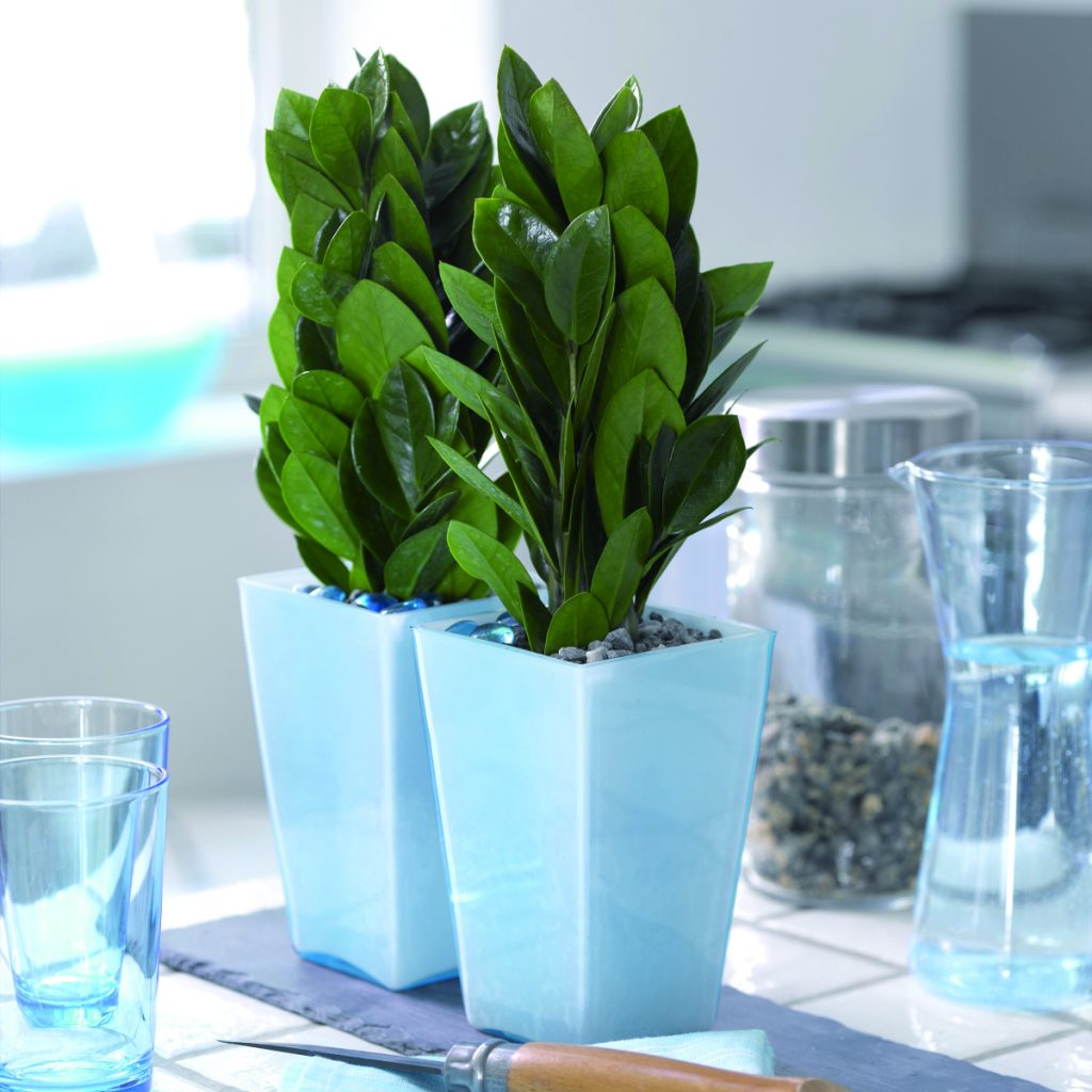 Ako zamioculcas kvitne