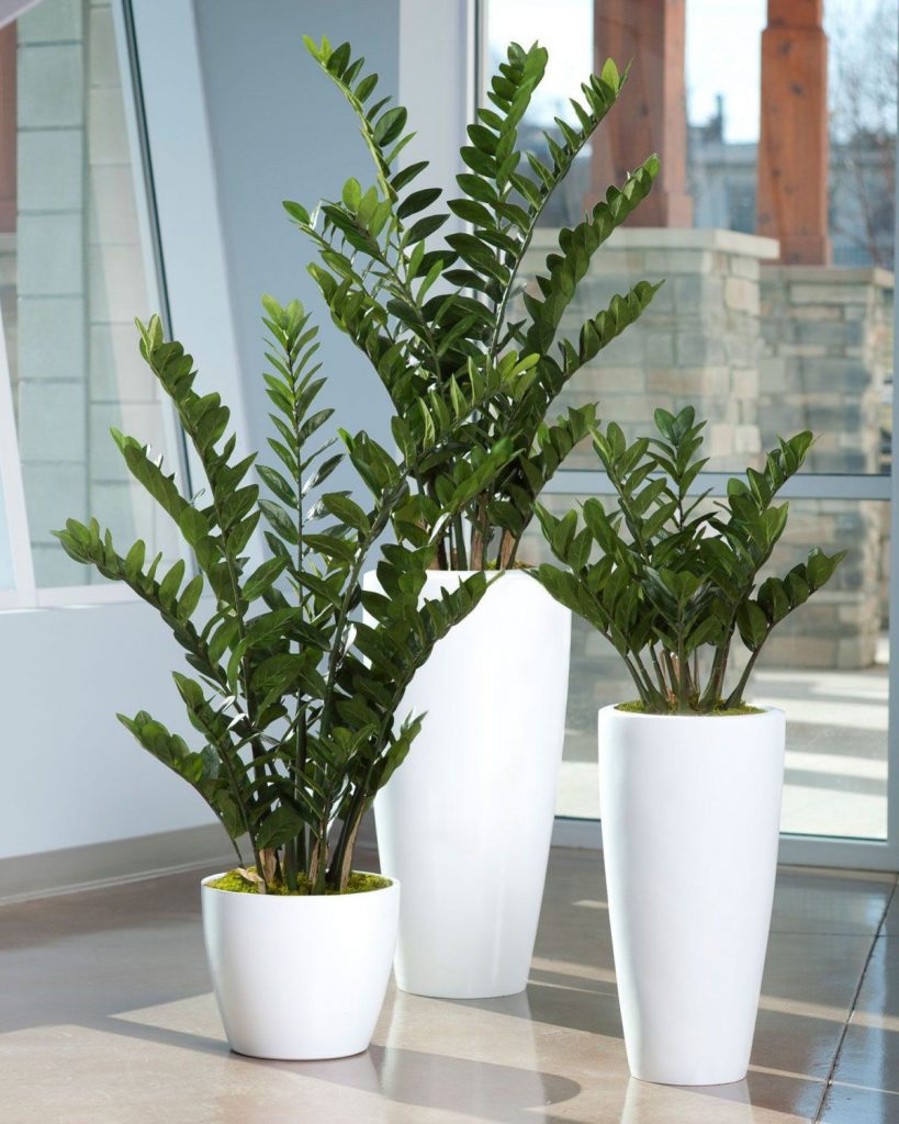 Zamioculcas z dôvodov nerastie Zamioculcas z dôvodov nerastie