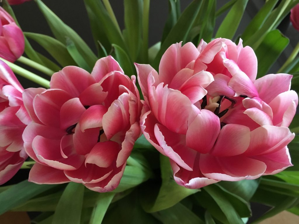Cena pivoniek tulipánov Cena pivoniek tulipánov