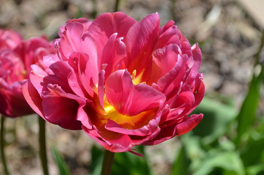 Názov odrody tulipánu pivonky Názov odrody tulipánu pivonky