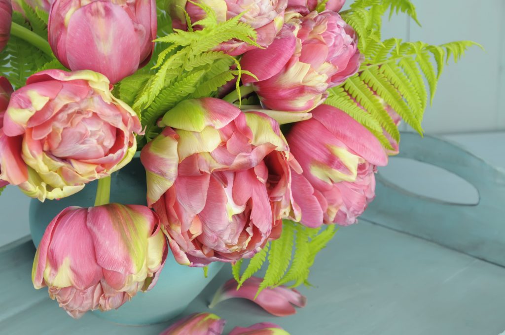 Pivoňka tulipány fotografie ich odrôd a mien Pivoňka tulipány fotografie ich odrôd a mien