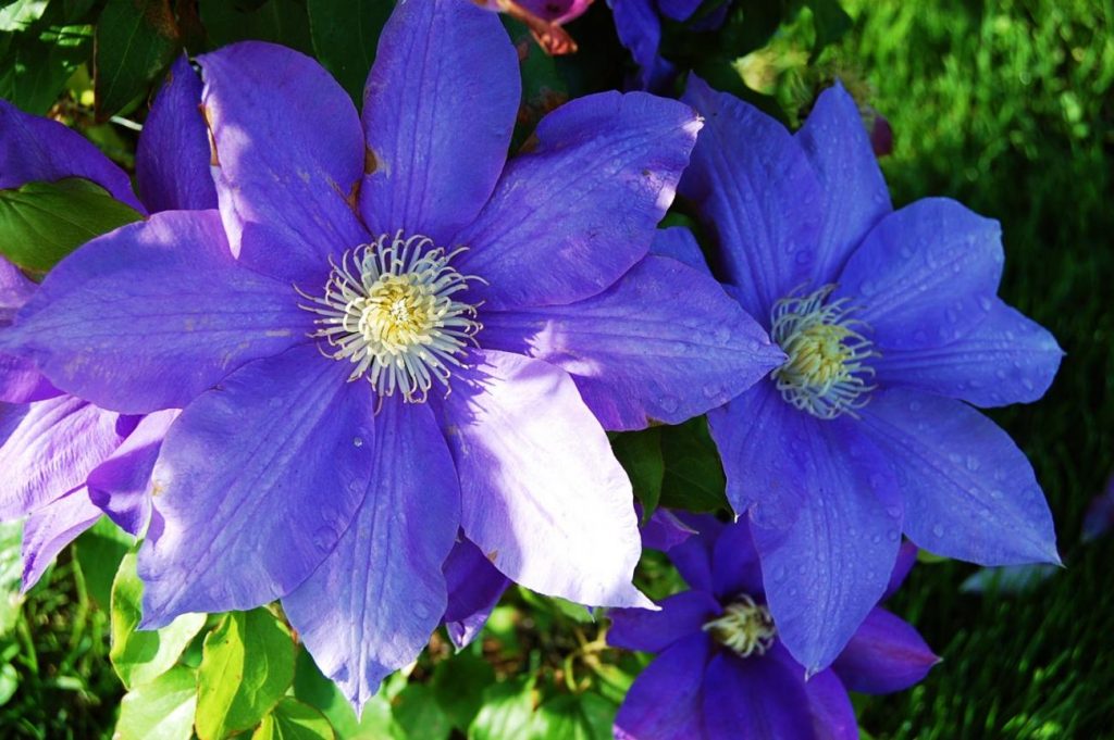 Clematis Manchu foto a popis Clematis Manchu foto a popis