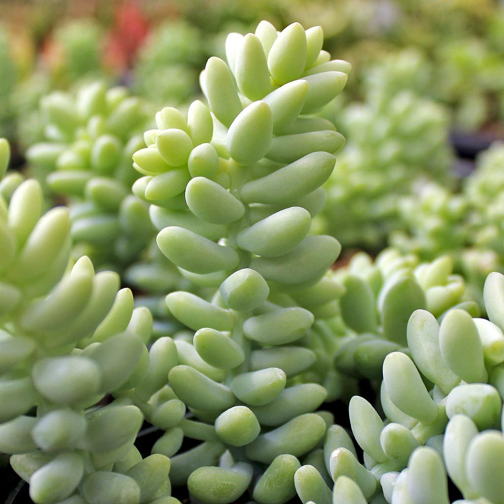 Sedum burrito Sedum burrito
