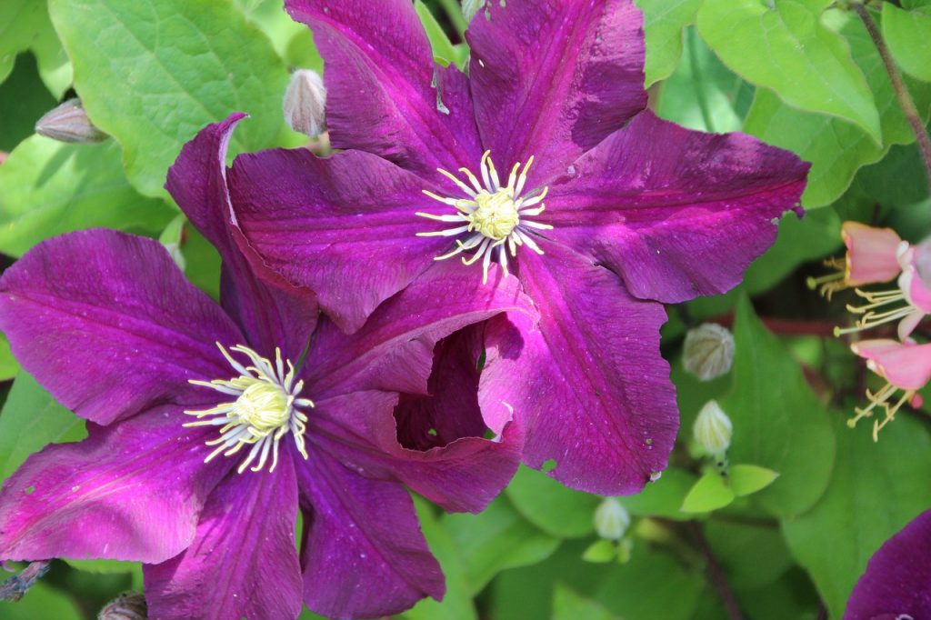 Recenzie na Clematis Gypsy Queen
