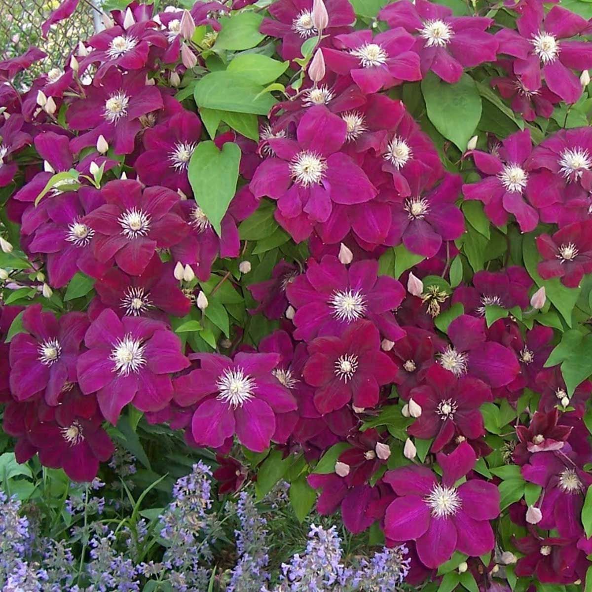 Clematis Ernest Markham Clematis Ernest Markham