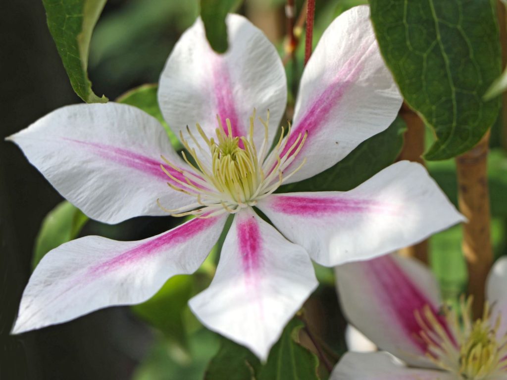 Clematis andromeda - fotografia a popis