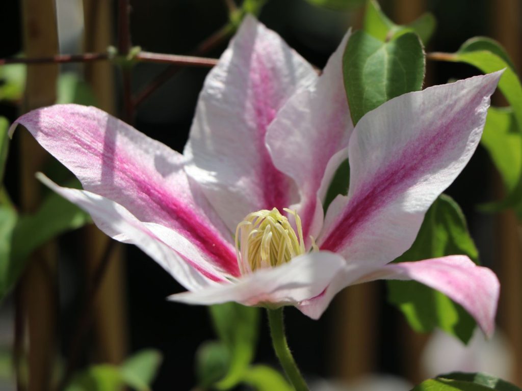 Opis Clematis andromeda
