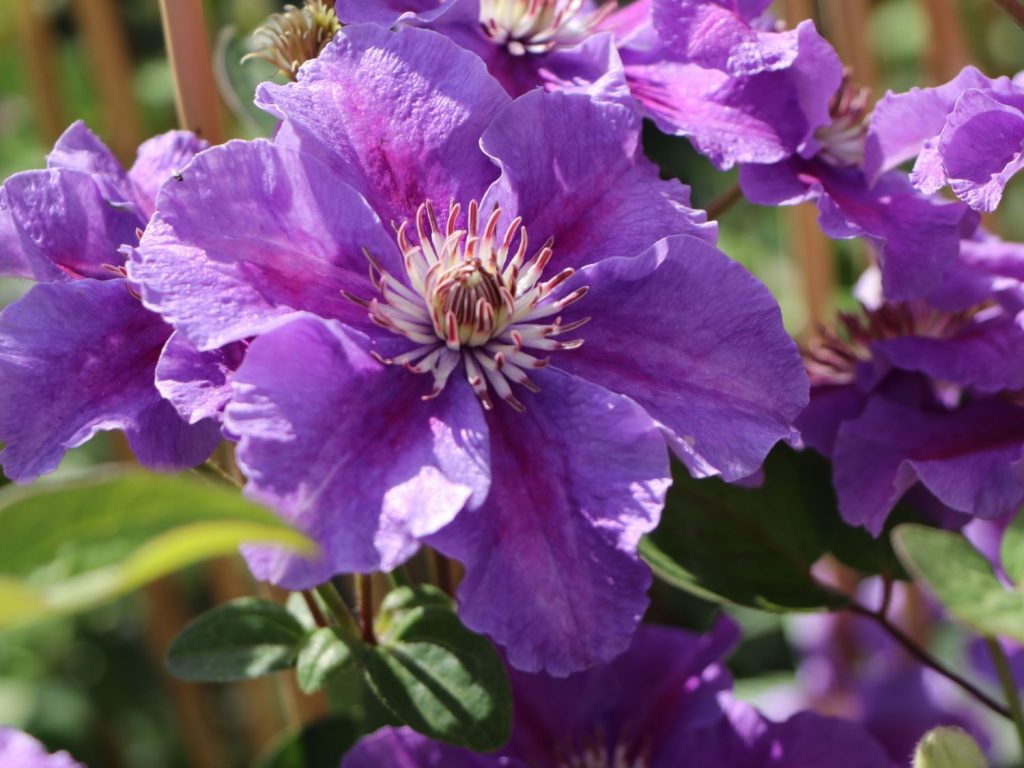 Opis Clematis ashwa