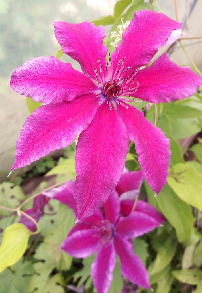 Clematis barbara Clematis barbara